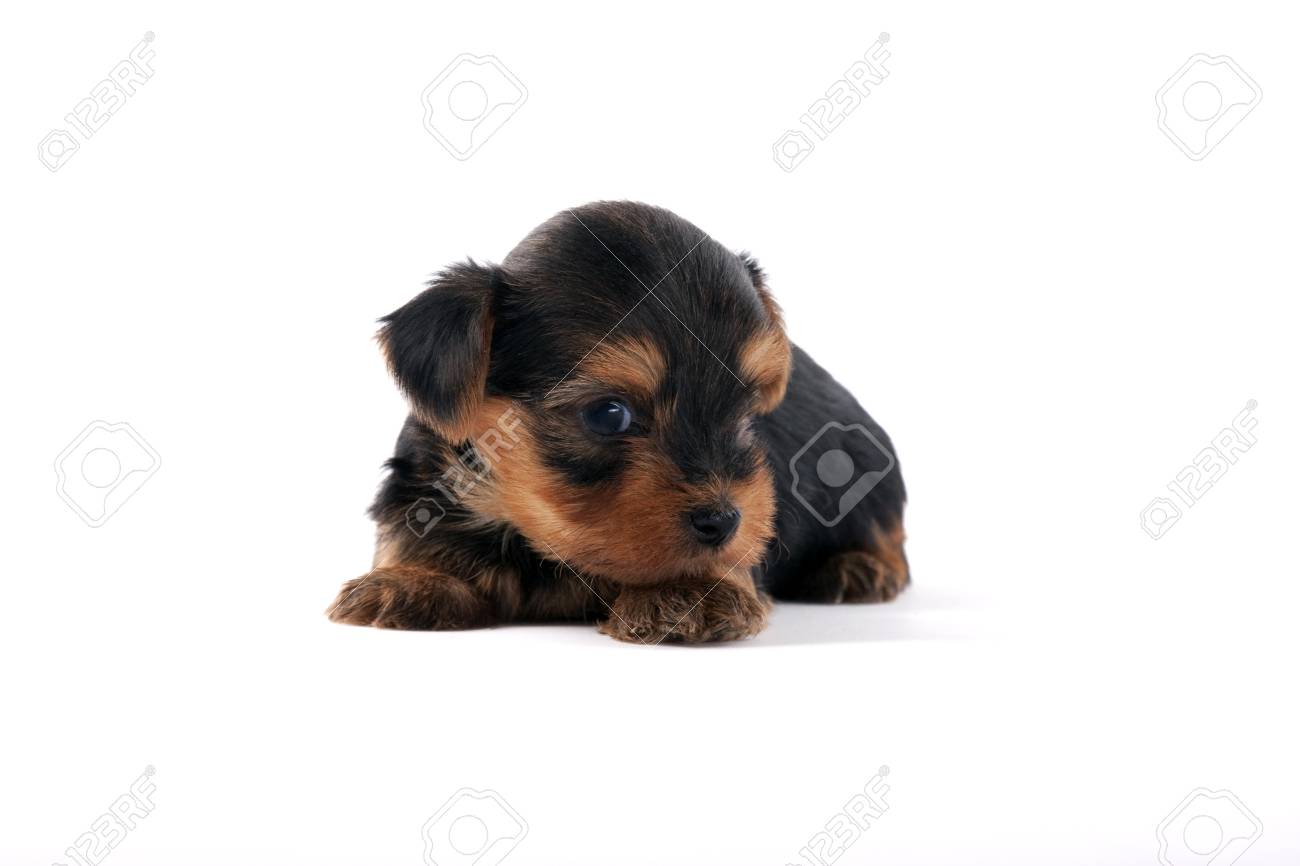 Yorkshire Terrier Stock Photo Picture And Royalty Free Image Image 1112 Yorkshire Terrier Stock Photo Picture And Royalty Free Image Image 1112