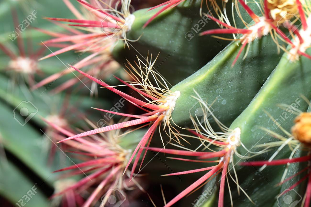 Close Up Of Globe Shaped Cactus With Long Thorns Stock Photo Picture And Royalty Free Image Image 16646410