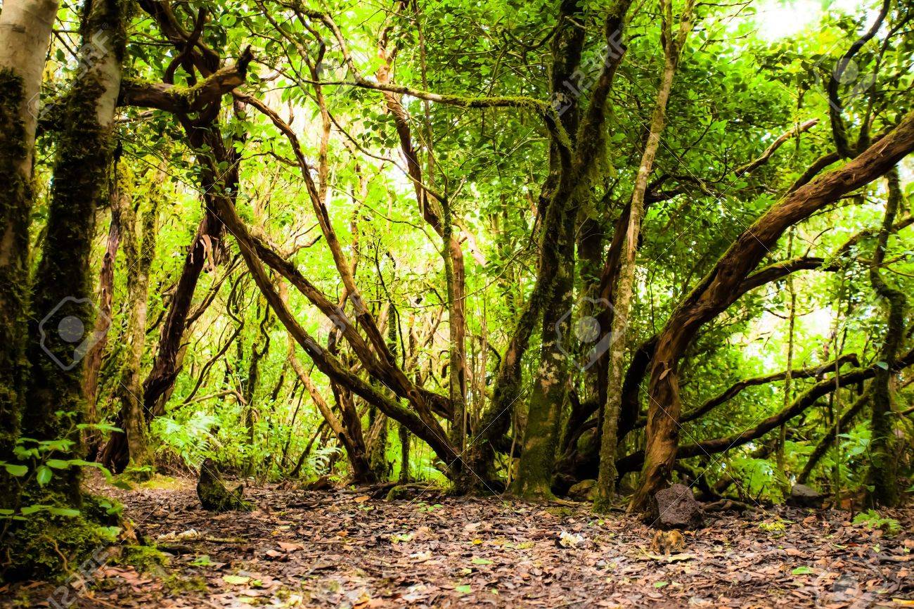 ガラホナイ国立公園 ラ ゴメラ カナリア諸島の熱帯雨林 の写真素材 画像素材 Image