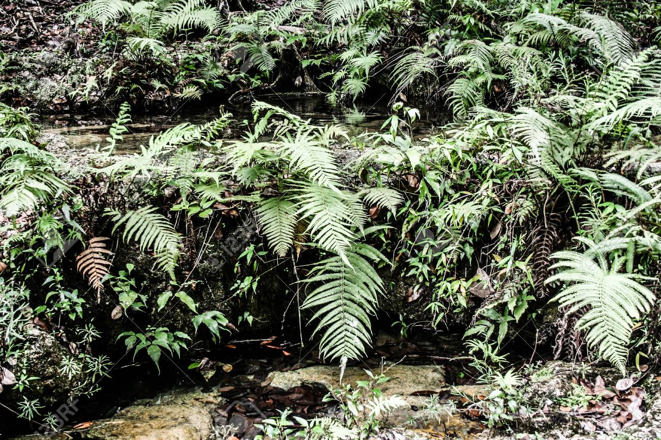 Semuc champey Guatemala paradise - 17652550 Semuc champey Guatemala paradise - 17652550