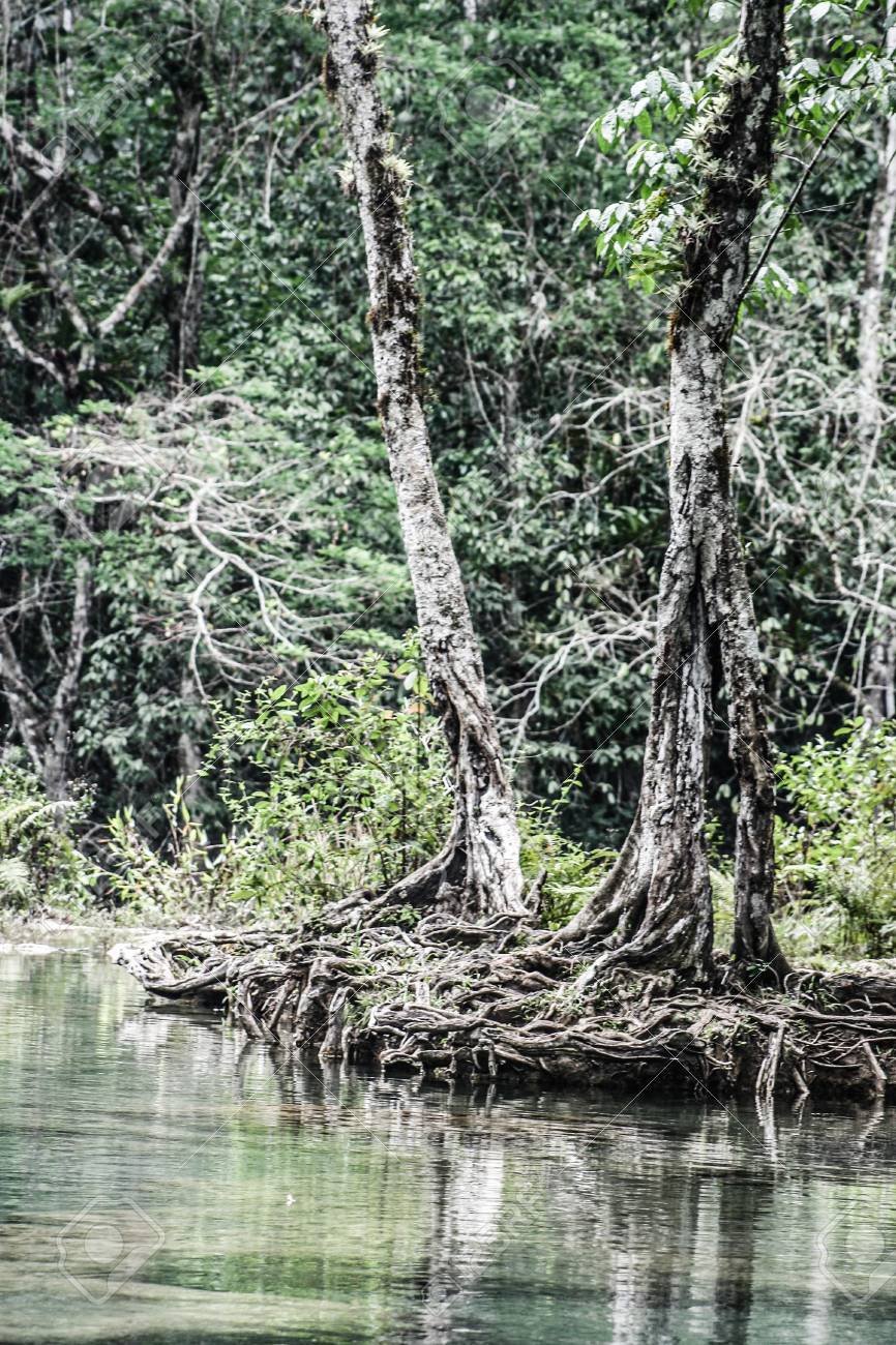 Semuc champey Guatemala paradise - 17650509 Semuc champey Guatemala paradise - 17650509