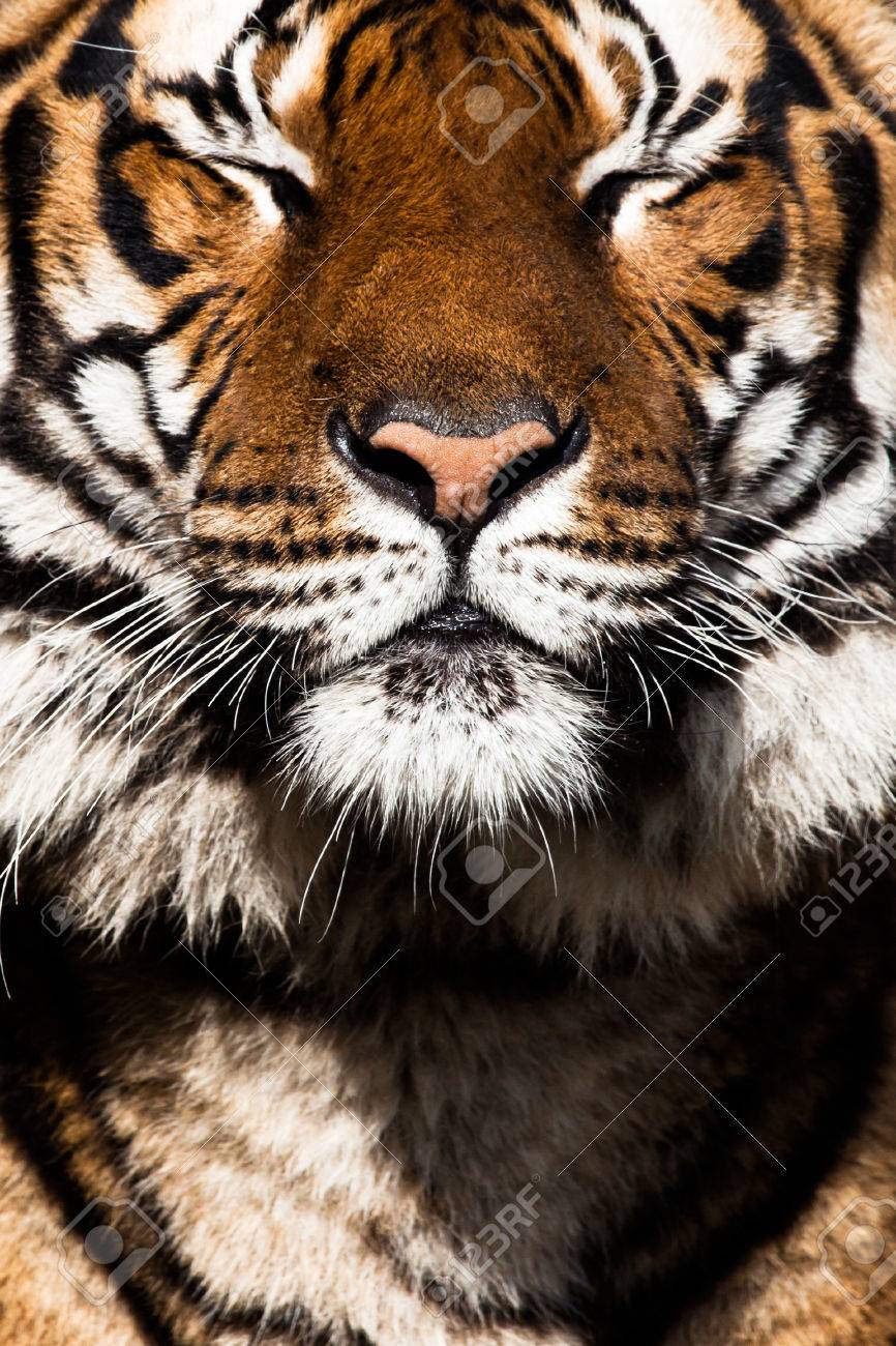 etiam-dictum-ipsum-a-felis