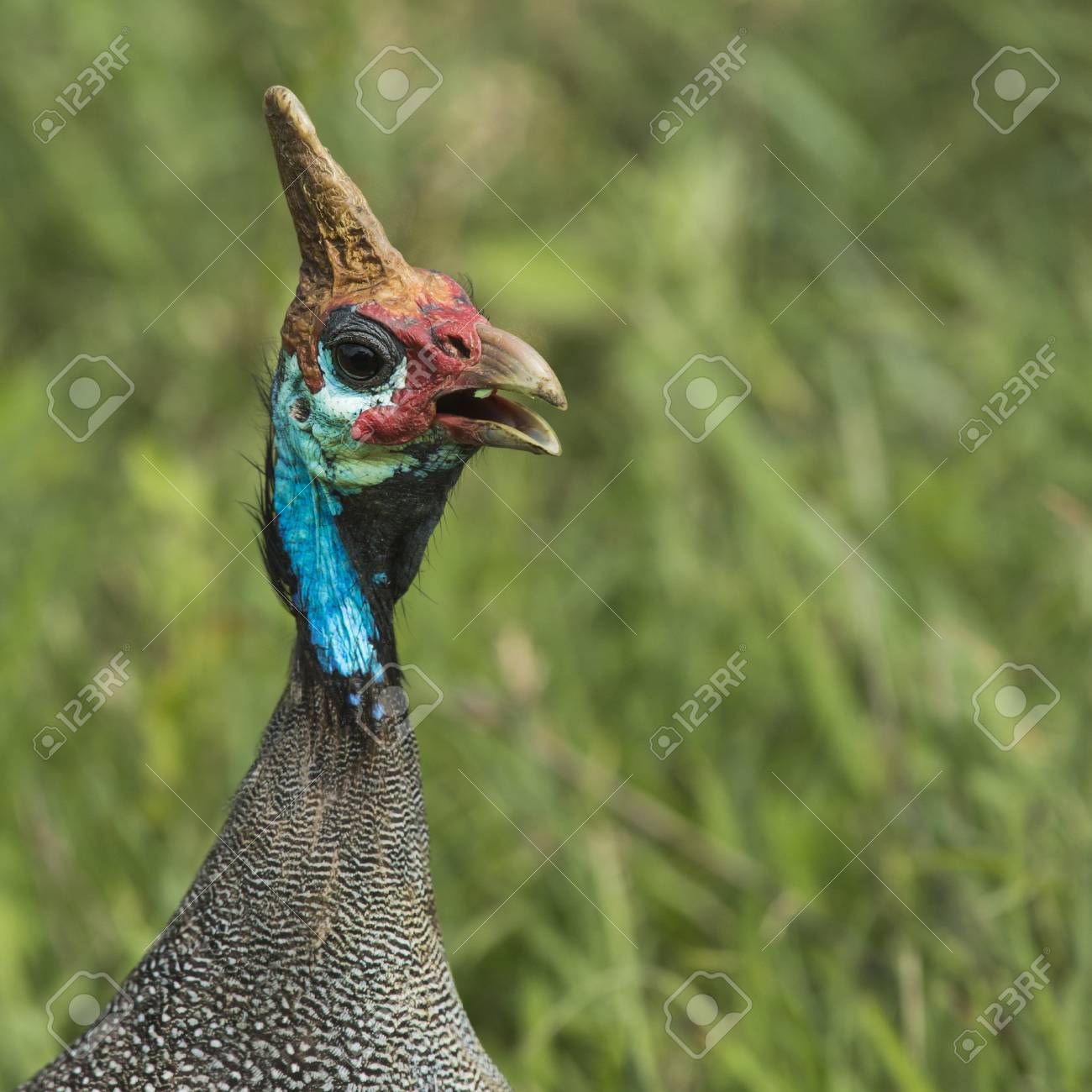今ならほぼ即納 送料無料 アフリカ 鳥の本 野鳥 バーズオブマラウイ Africa Malawi Birds 東アフリカ マラウイ湖 Lacistitis Es