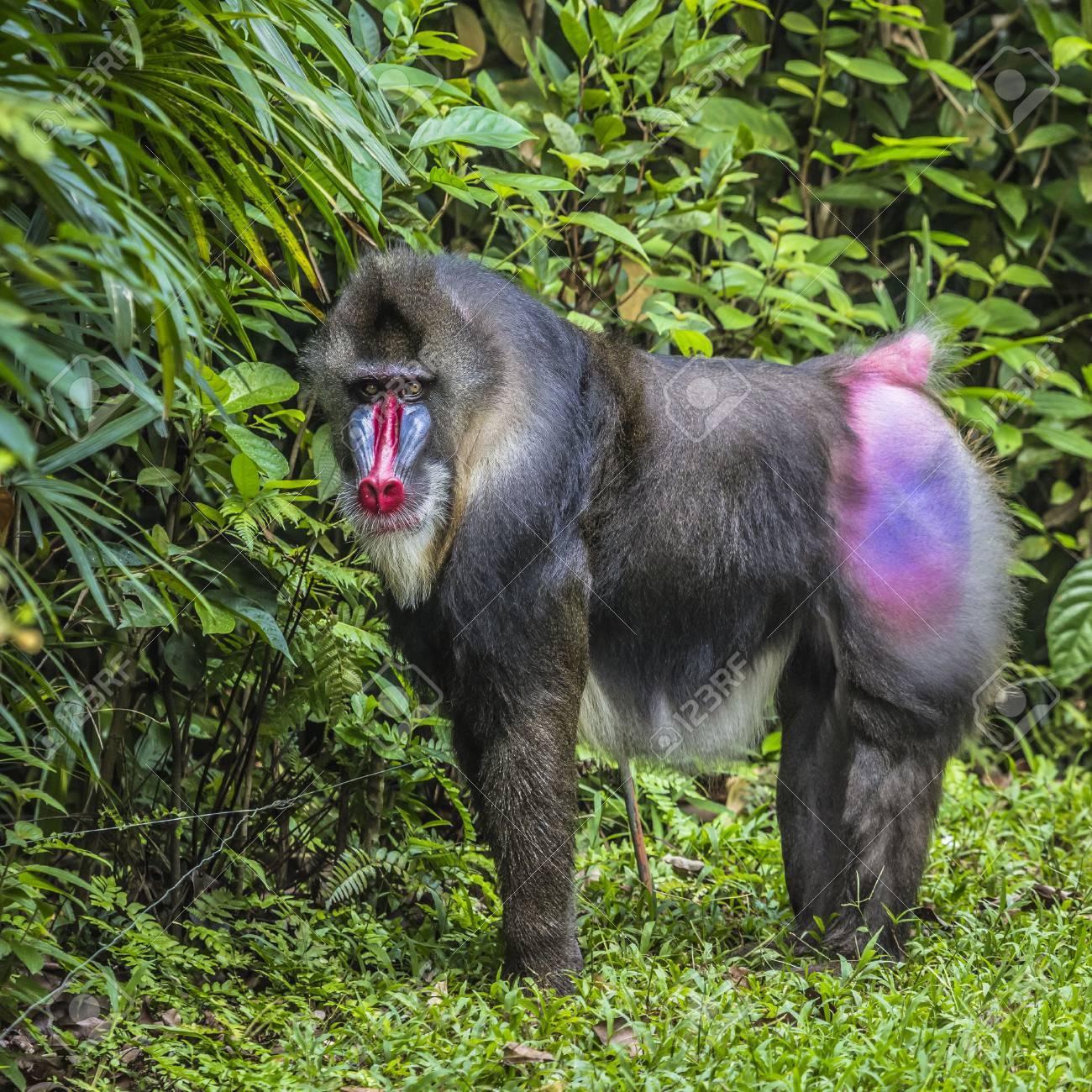 Portrait of the adult male mandrill - 47973918 Portrait of the adult male mandrill - 47973918