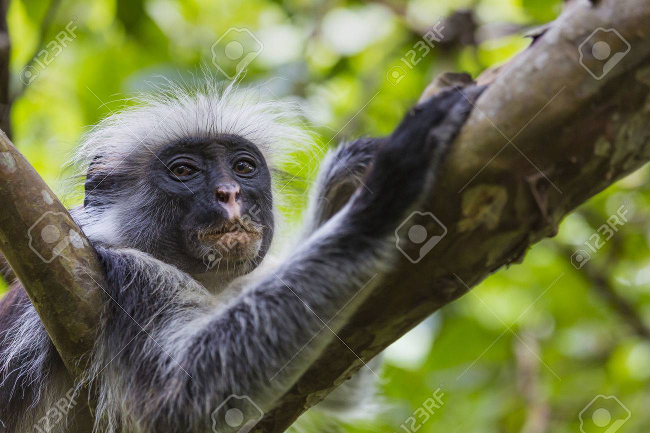 絶滅危惧種ザンジバル赤いコロブス モンキー Procolobus Kirkii ジョザニ森林保護区 ザンジバル の写真素材 画像素材 Image