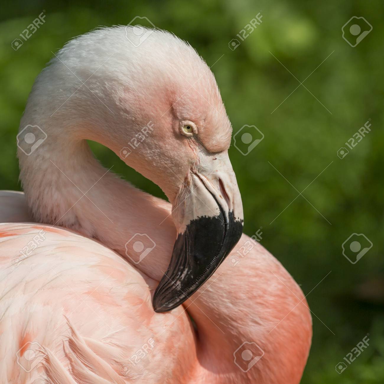 Détail De La Tête D'un Flamant Rose. Banque D'images Et Photos Libres De  Droits. Image 62232004.