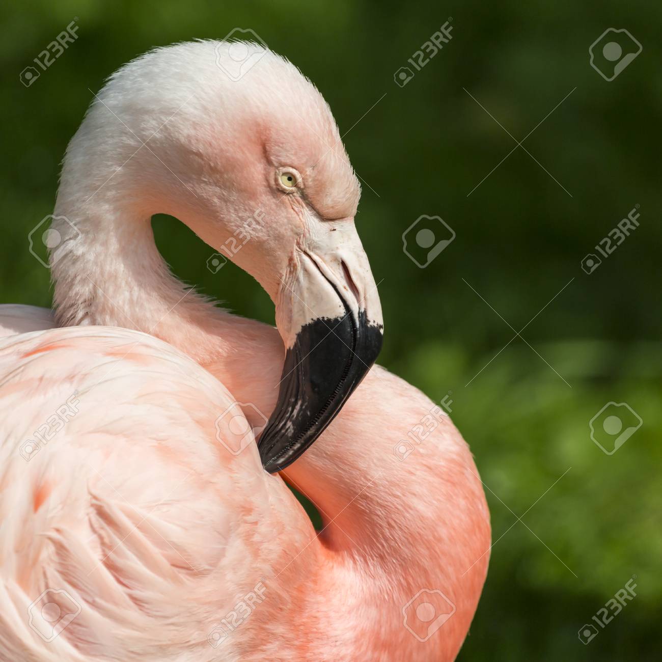 Détail De La Tête D'un Flamant Rose. Banque D'images Et Photos Libres De  Droits. Image 62251220.