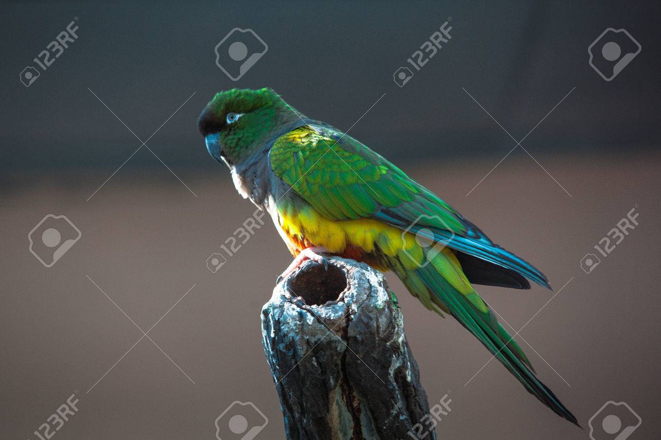 etiam-dictum-ipsum-a-felis