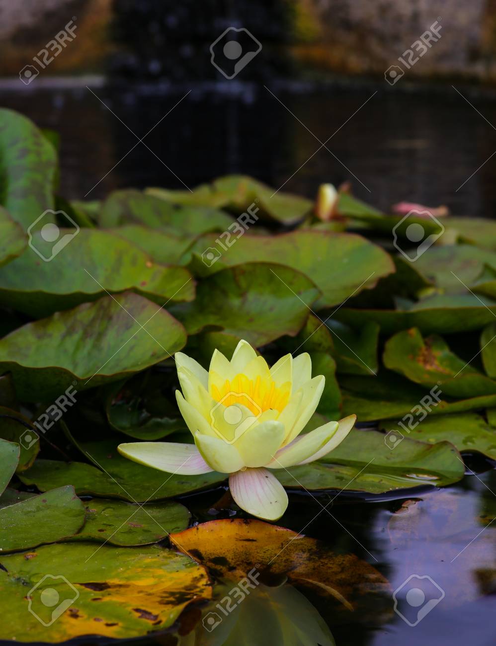 Fleur De Lotus Nénuphar Jaune Et Feuilles Vertes Dans Létang Fond Flou