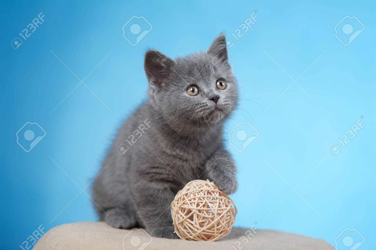 Blue British Shorthair Kitten Stock Photo Picture And Royalty