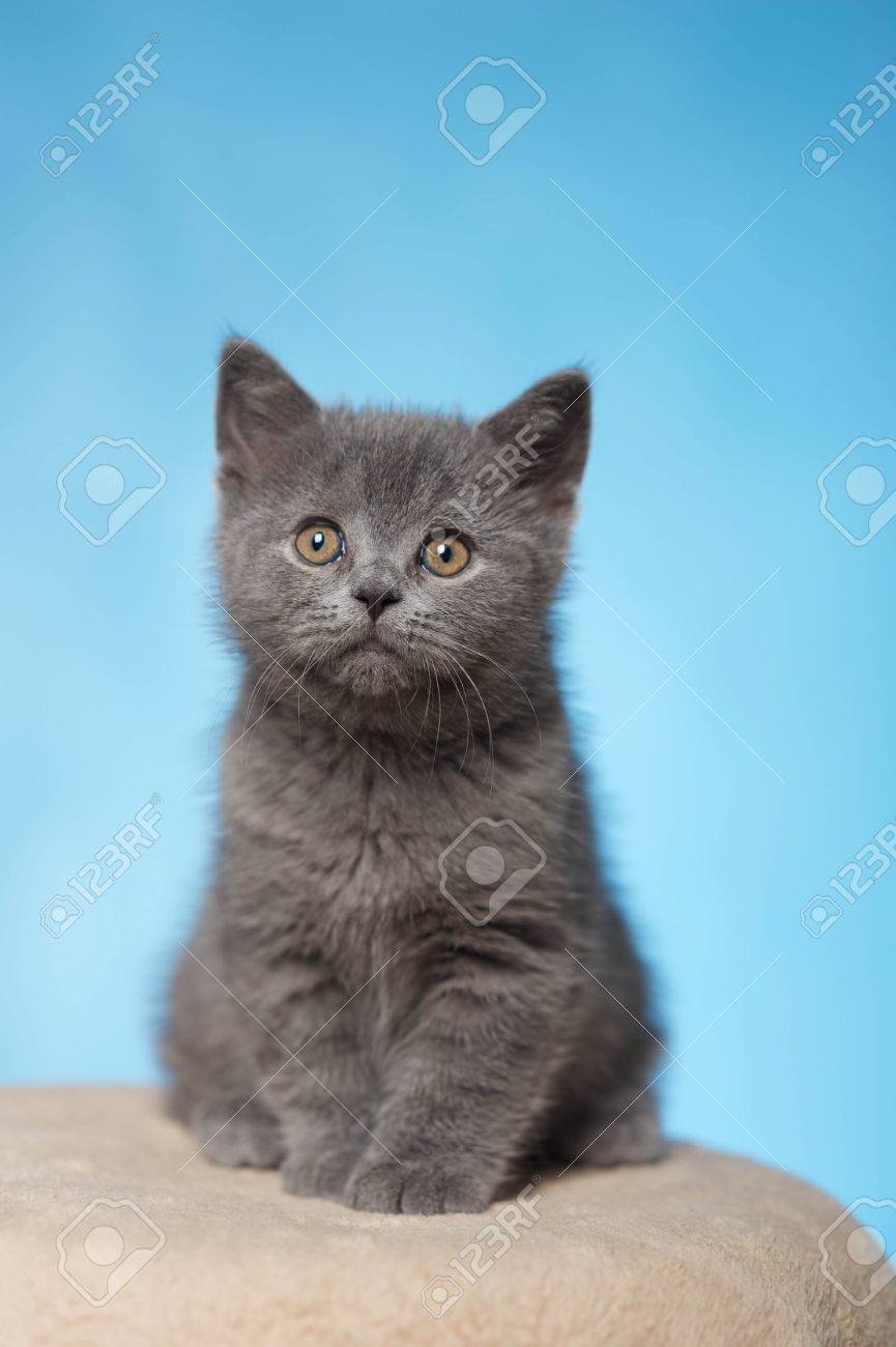 Blue British Shorthair Kitten Stock Photo Picture And Royalty