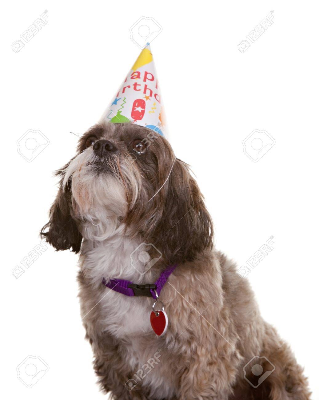 Petit Chien Coiffe D Un Chapeau De Fete D Anniversaire Banque D Images Et Photos Libres De Droits Image