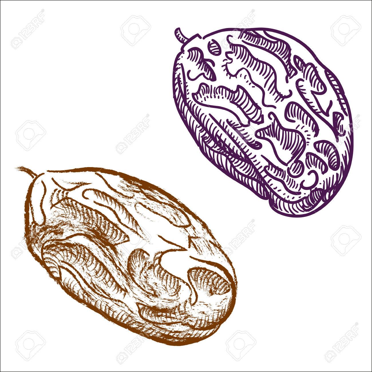 レーズン手描き下ろしイラスト分離されました のイラスト素材 ベクタ Image