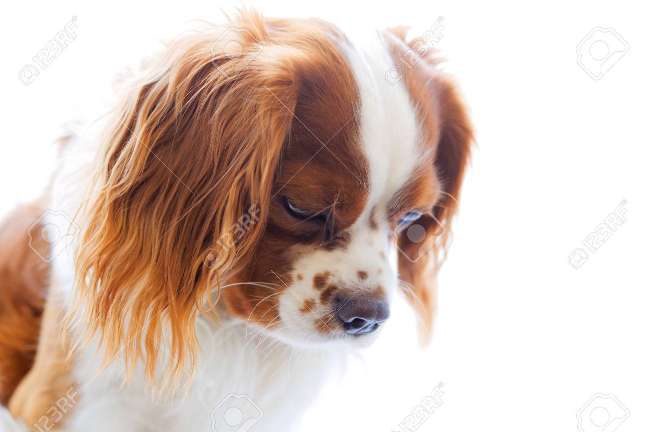 Cavalier King Charles Spaniel English Toy Spaniel Petite Race De Type épagneul Chien Orientée Vers Le Bas De La Tête De Chien Sur Fond Blanc