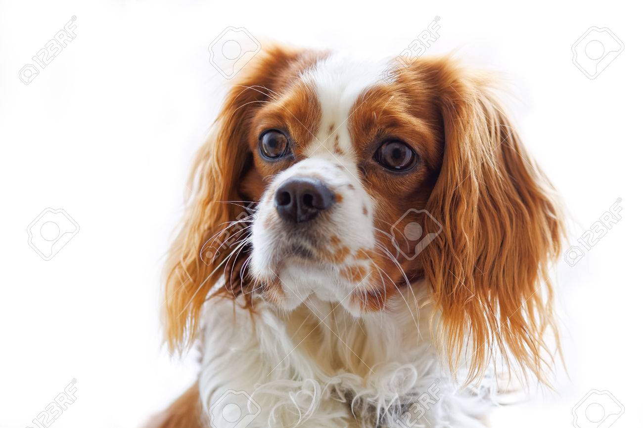 Cavalier King Charles Spaniel English Toy Spaniel Petite Race De Type épagneul Chien Fond Blanc