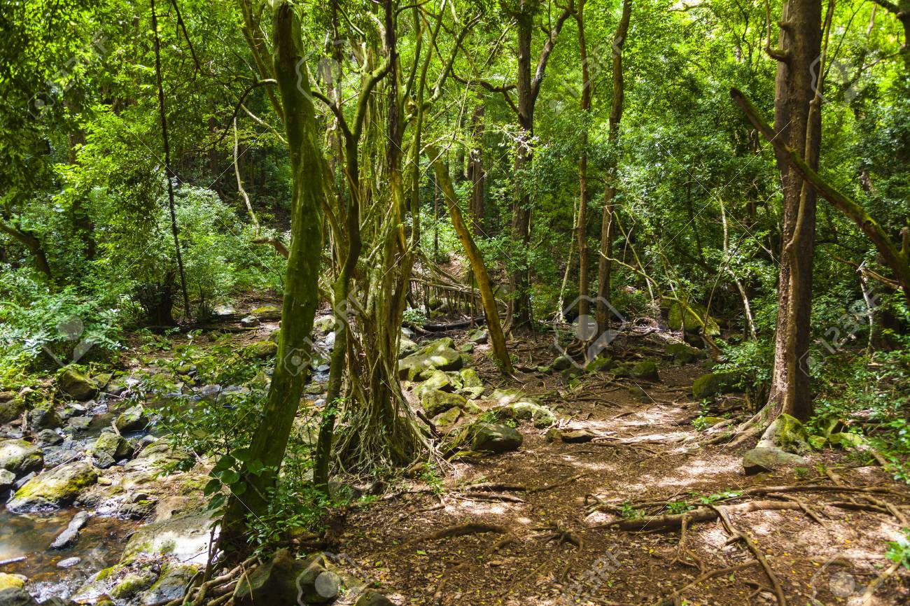 ハワイ オアフ島の熱帯のジャングル の写真素材 画像素材 Image