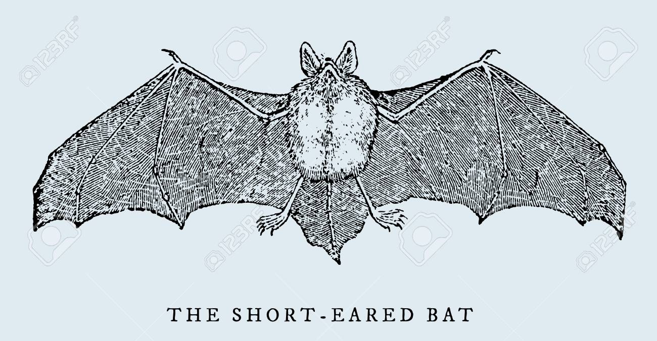 bat engraving