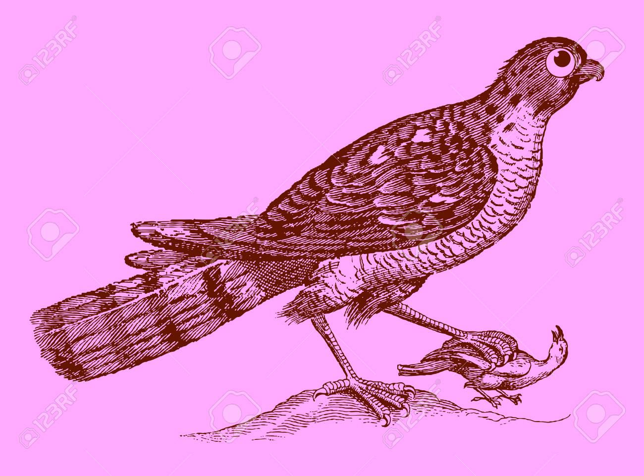 かわいい捕食者 爪に捕獲された鳥を保持するユーラシアのスズメホーク 17世紀の歴史的な木版画の後のイラスト レイヤーで簡単に編集可能 のイラスト素材 ベクタ Image
