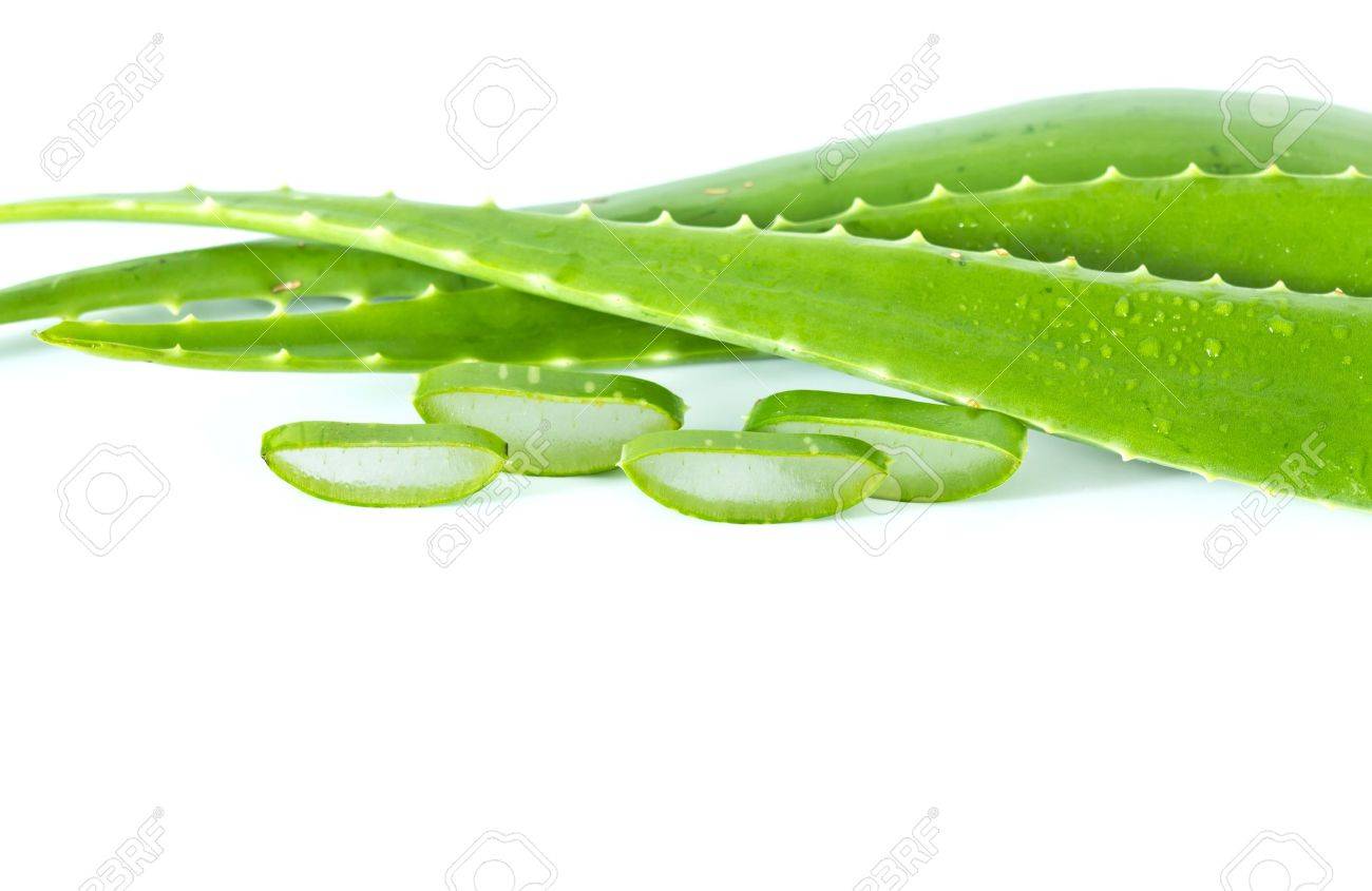 Aloe Vera Isolated On White Background Stock Photo Picture And Royalty Free Image Image