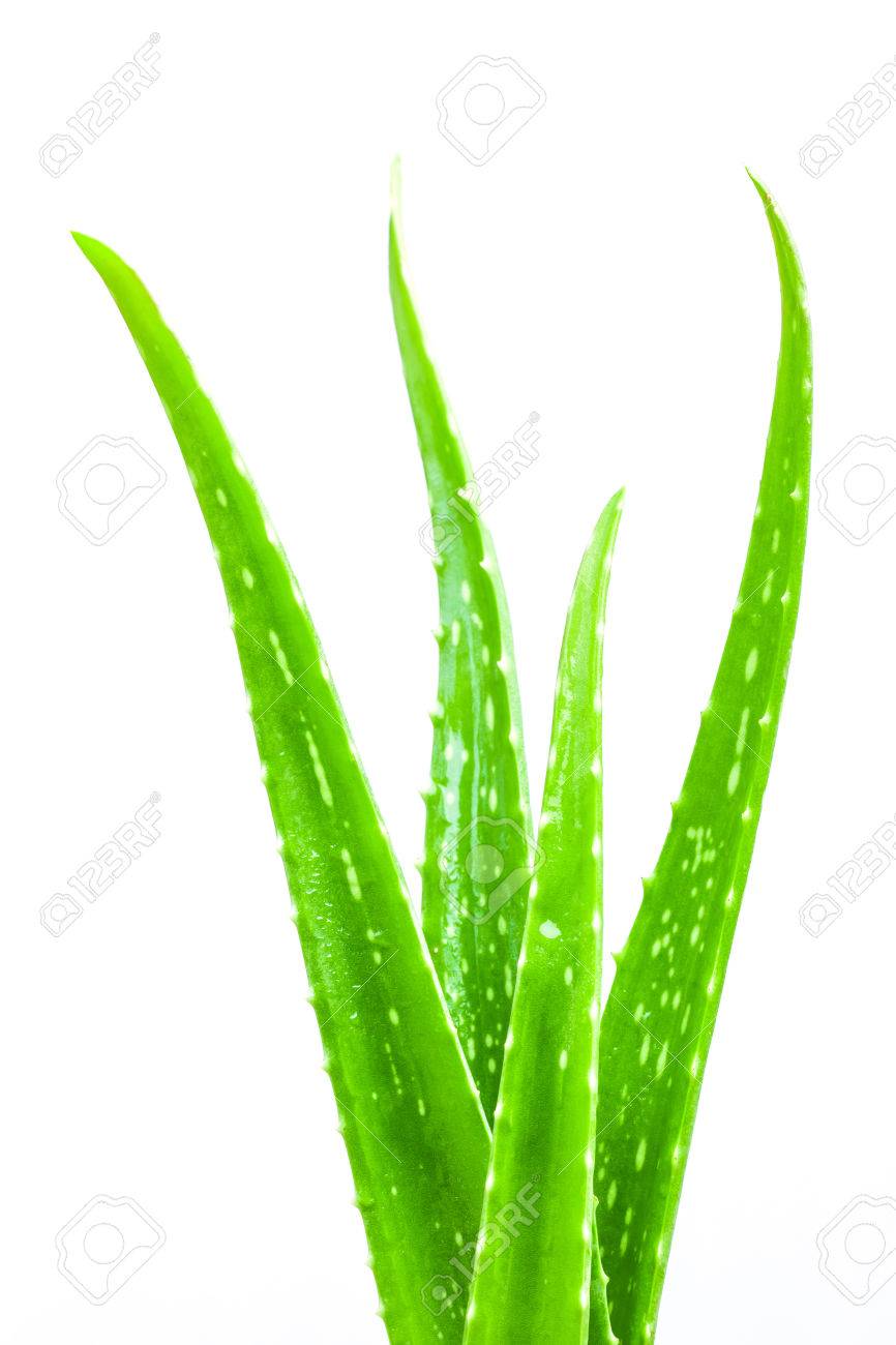 Aloe Vera Isolated On White Background Stock Photo Picture And Royalty Free Image Image