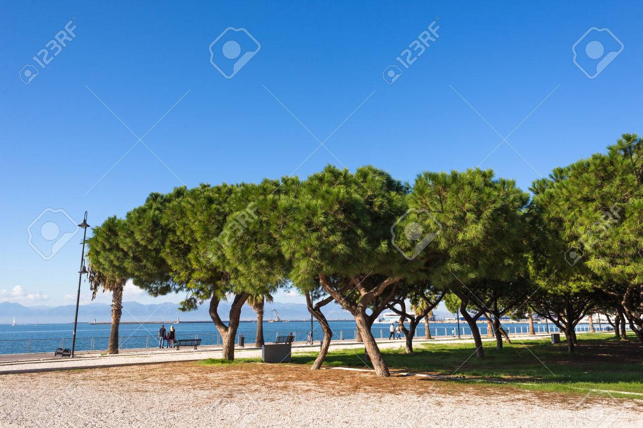 Pinewood Of On Siccu Cagliari Sardinia Stock Photo Picture And Royalty Free Image Image 49126637 https www 123rf com photo 49126637 pinewood of on siccu cagliari sardinia html