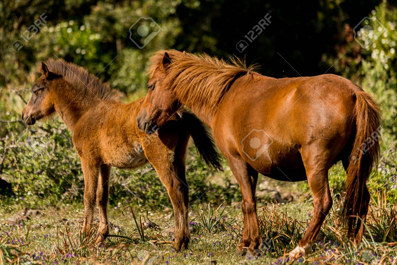 Les Chevaux Sauvages A Giara Sardaigne Italie Banque D Images Et Photos Libres De Droits Image