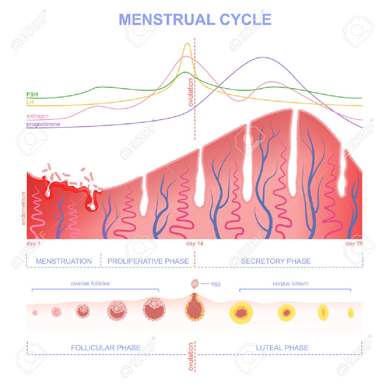 ovarian cycle phase, level of hormones female period, changes in the endometrium, uterine cycle - 57878171 ovarian cycle phase, level of hormones female period, changes in the endometrium, uterine cycle - 57878171