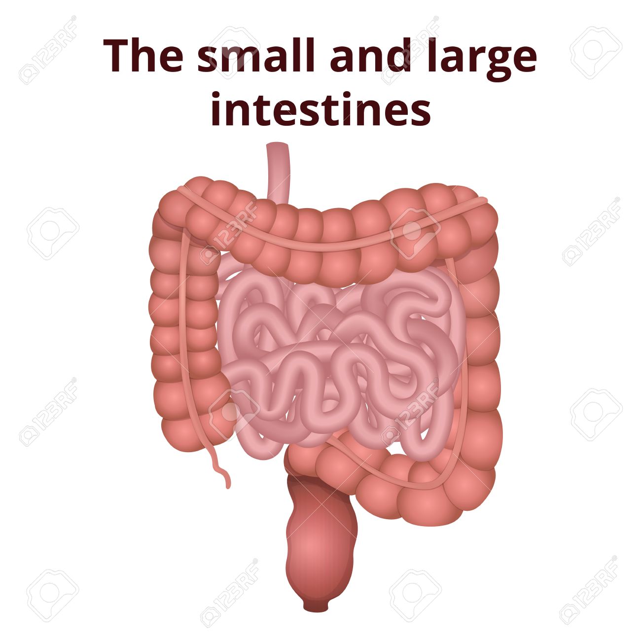 Circuit Structure Of The Digestive System Colon And Small Intestine Royalty Free Cliparts Vectors And Stock Illustration Image