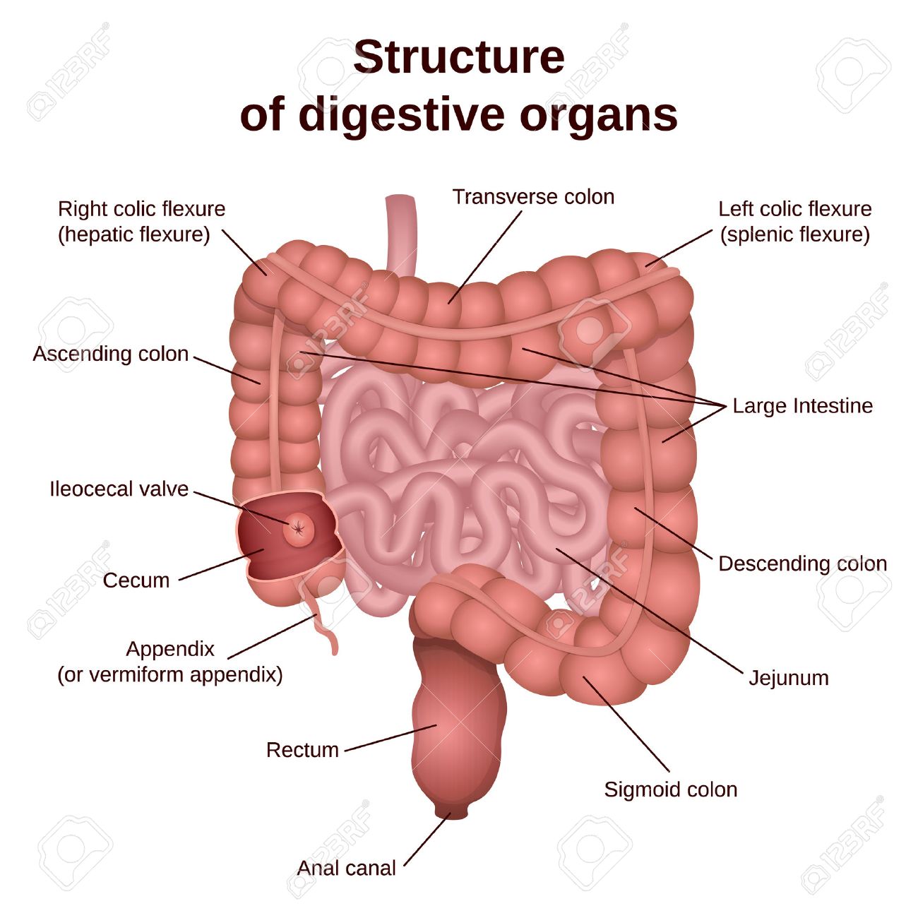 circuit structure of the digestive system, colon and small intestine - 65935531 circuit structure of the digestive system, colon and small intestine - 65935531