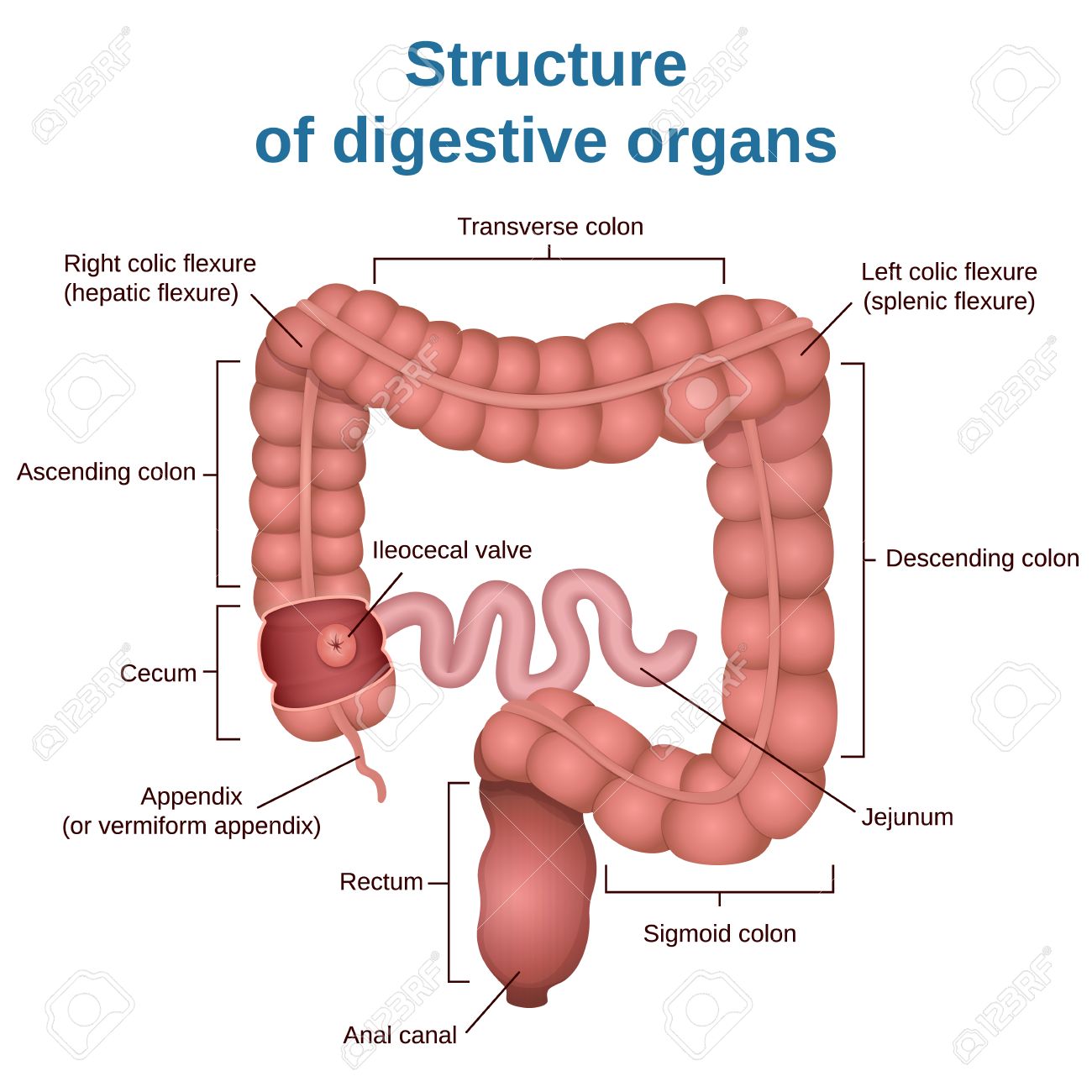 circuit structure of the digestive system, colon and small intestine - 65935539 circuit structure of the digestive system, colon and small intestine - 65935539