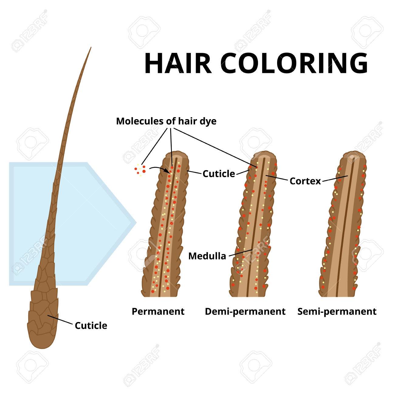 Cuticle Of Hair Close Up Royalty Free Cliparts Vectors And Stock