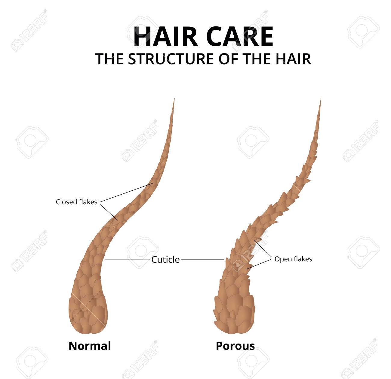 クローズ アップ髪のキューティクルのイラスト素材・ベクター Image 80975015