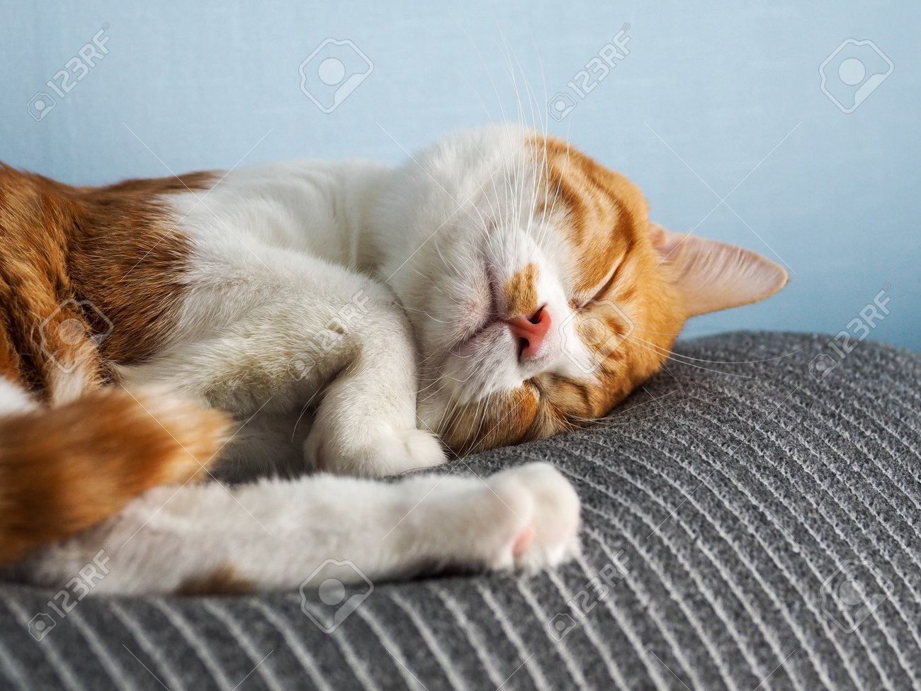 etiam-dictum-ipsum-a-felis