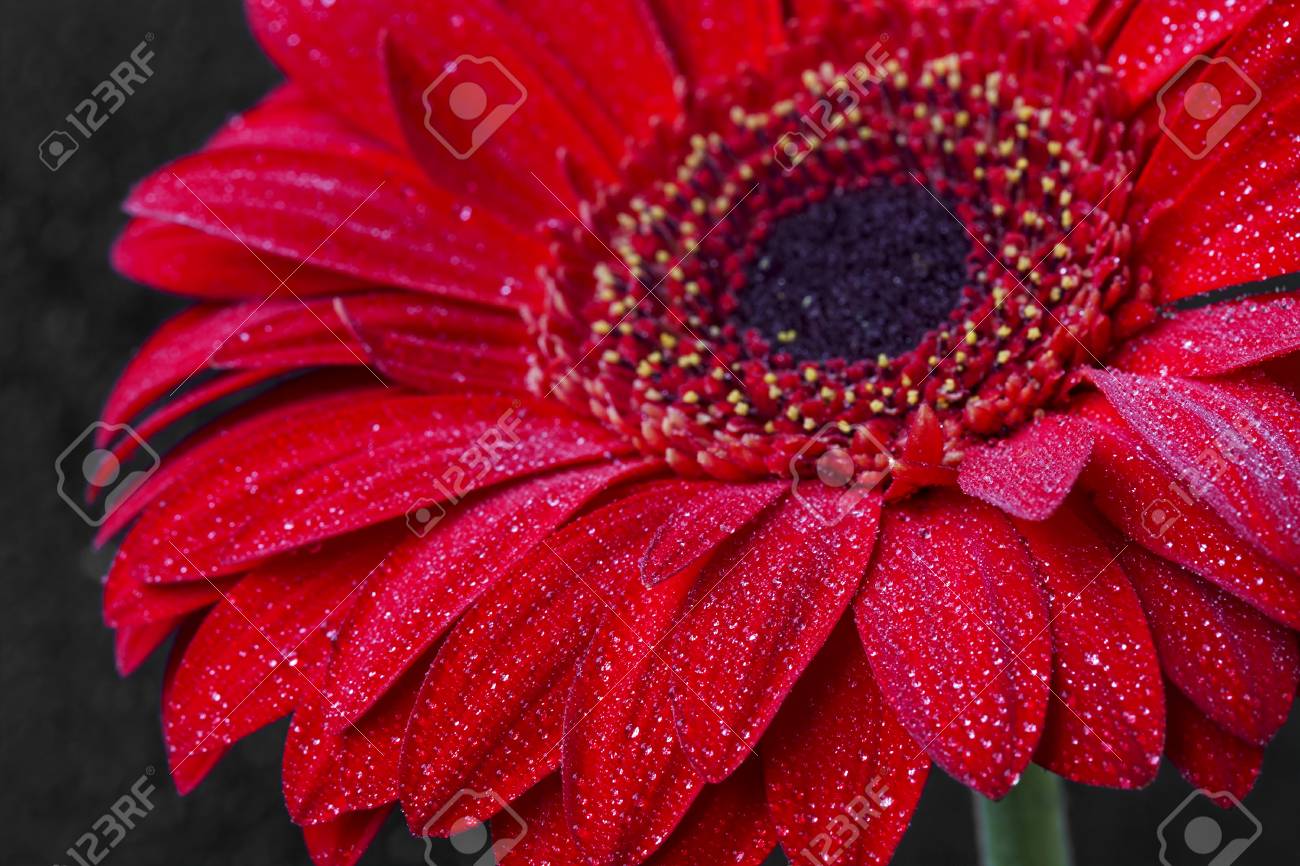 マクロ花の写真の花びらに水滴と赤いガーベラのクローズ アップ の写真素材 画像素材 Image マクロ花の写真の花びらに水滴と赤いガーベラのクローズ アップ の写真素材 画像素材 Image