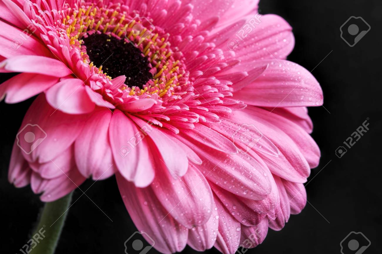 ピンク ガーベラ クローズ アップを水にドロップ花弁 花のマクロ写真 の写真素材 画像素材 Image ピンク ガーベラ クローズ アップを水にドロップ花弁 花のマクロ写真 の写真素材 画像素材 Image