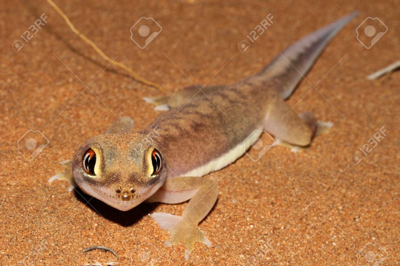 ともな様✳️ネイティブ調デザイン　5連cord bracelet ヤモリ　トカゲ Amazon.co.jp: Gti10GOネイチャーテクニカラーMONOトカゲヤモリ