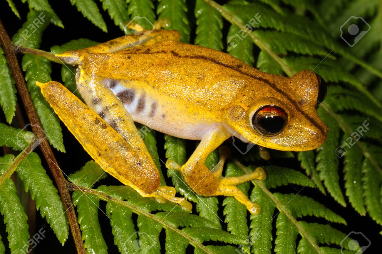 黄色のカエル の写真素材 画像素材 Image 黄色のカエル の写真素材 画像素材 Image