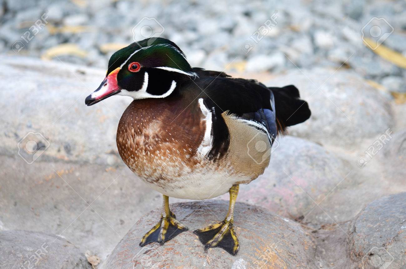 アヒルの赤ちゃん の写真素材 画像素材 Image