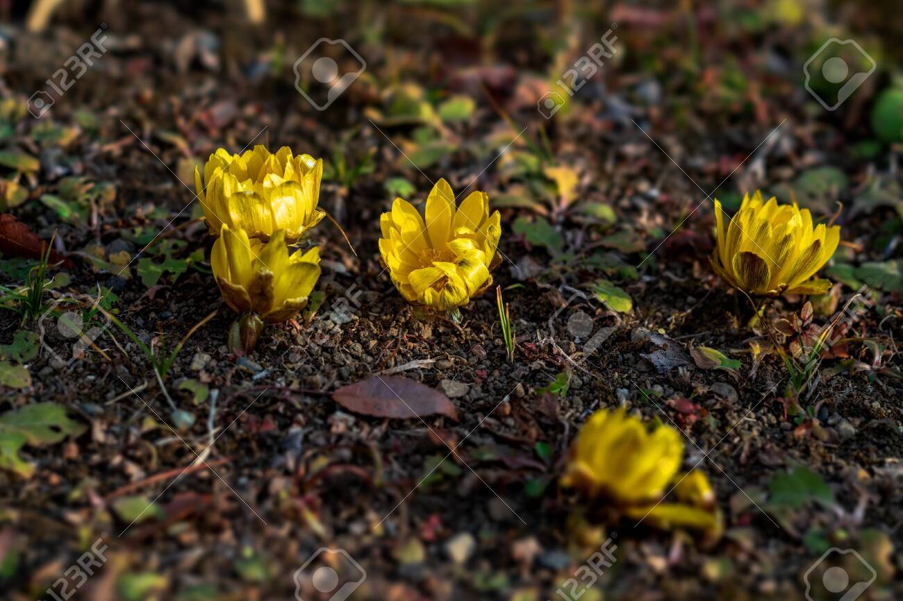 Adonis Amurensis Amur Adonis Pheasant S Eye Far Eastern Snowdrop Stock Photo Picture And Royalty Free Image Image