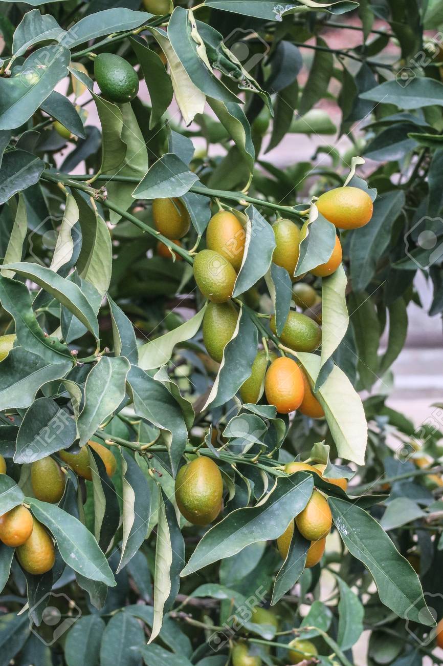 kumquat tree branches closeup stock photo picture and royalty free