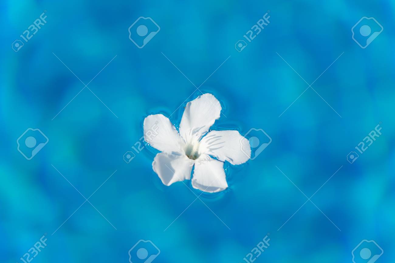 Fleur De Laurier Rose Blanche Flottant Dans La Piscine Ensoleillée Leau Bleue Avec Un Insecte