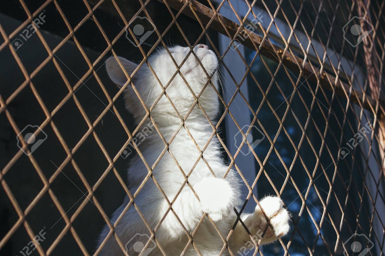 White Cat Trap And Is Stuck In A Steel Wire Netting Cage Hoping For Freedom With Sad Feeling Stock Photo Picture And Royalty Free Image Image