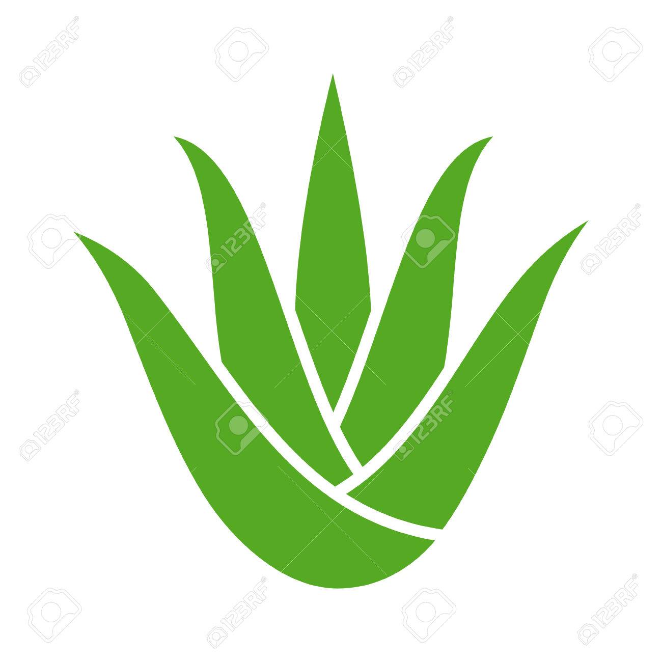 Green aloe vera plant with leaves flat color icon for apps and websites - 66078507 Green aloe vera plant with leaves flat color icon for apps and websites - 66078507