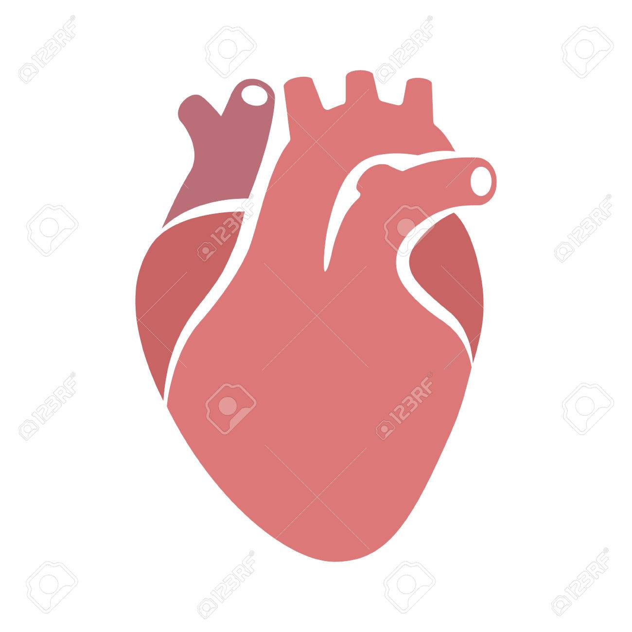 Menschliches Herz Orgel Mit Aorta Und Arterien Flachen Vektor Farbe Symbol Fur Medizinische Gesundheit Apps Und Websites Lizenzfrei Nutzbare Vektorgrafiken Clip Arts Illustrationen Image 83017705