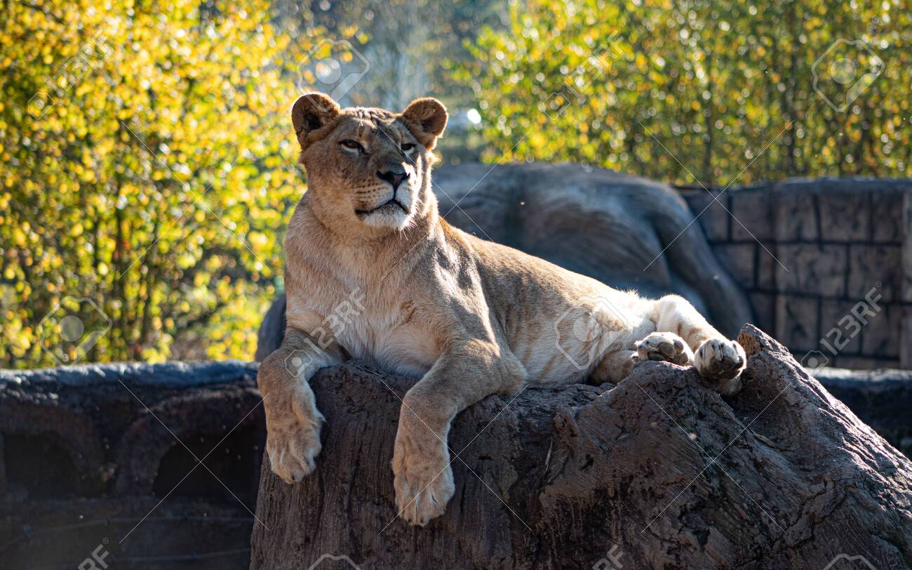 etiam-dictum-ipsum-a-felis