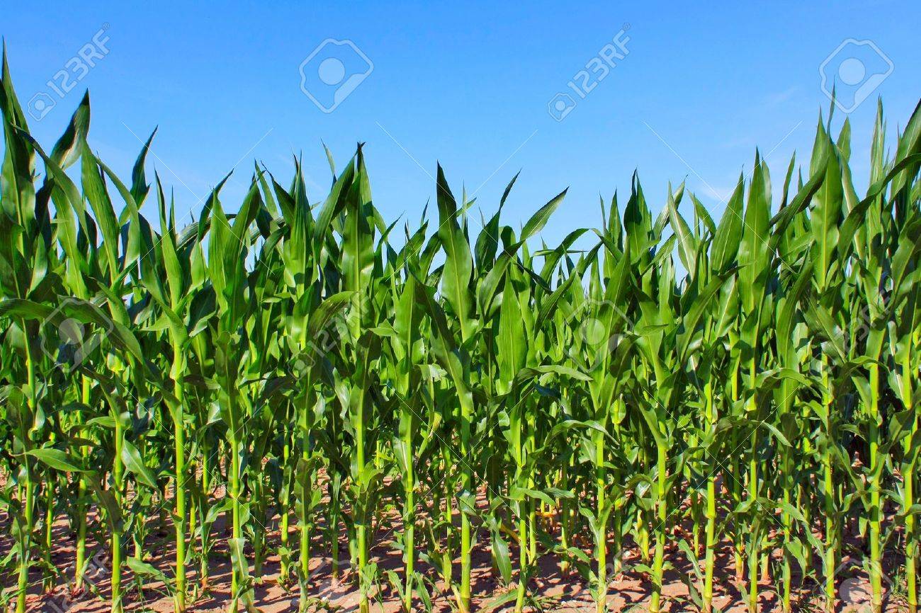 green maize field stock
