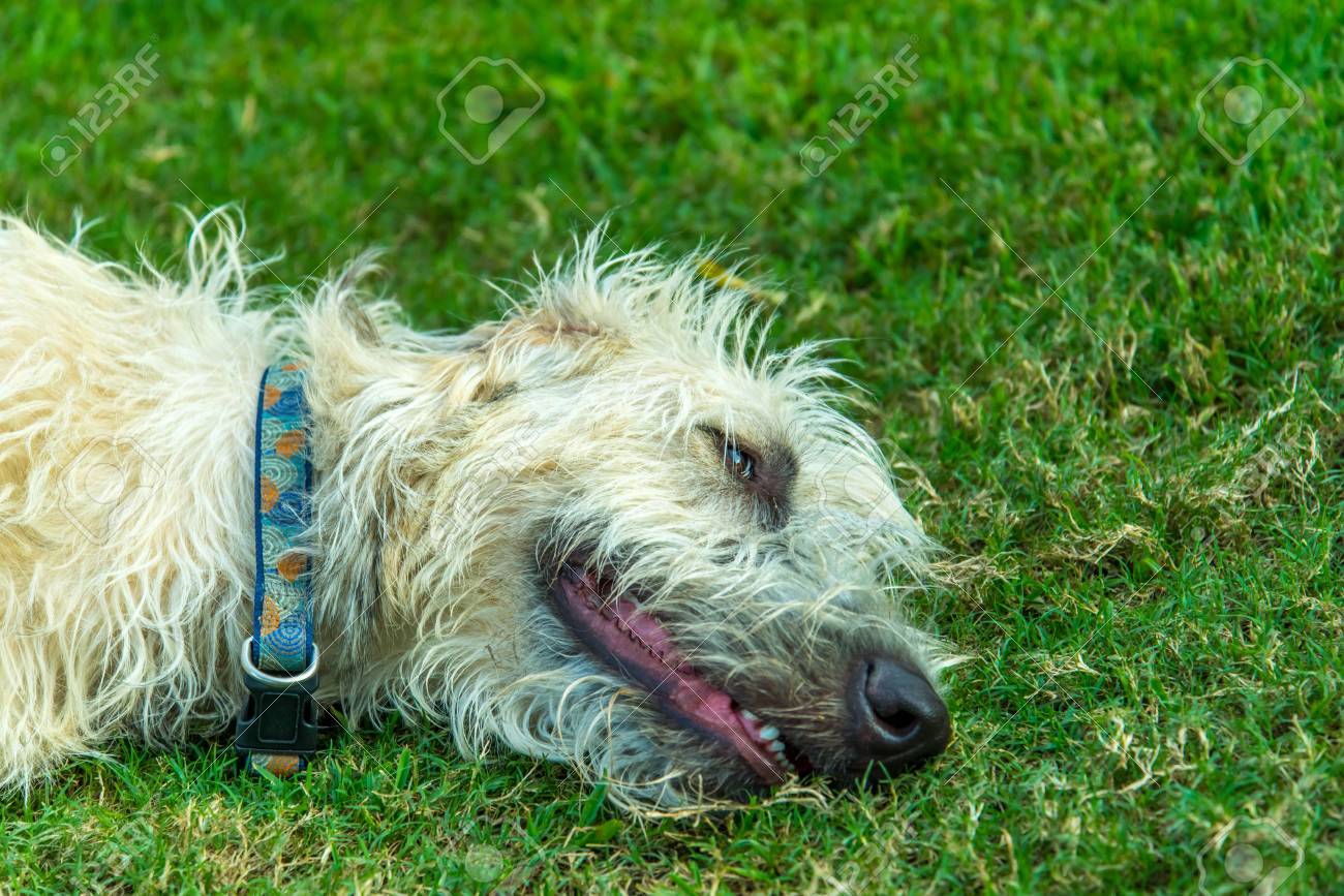 etiam-dictum-ipsum-a-felis