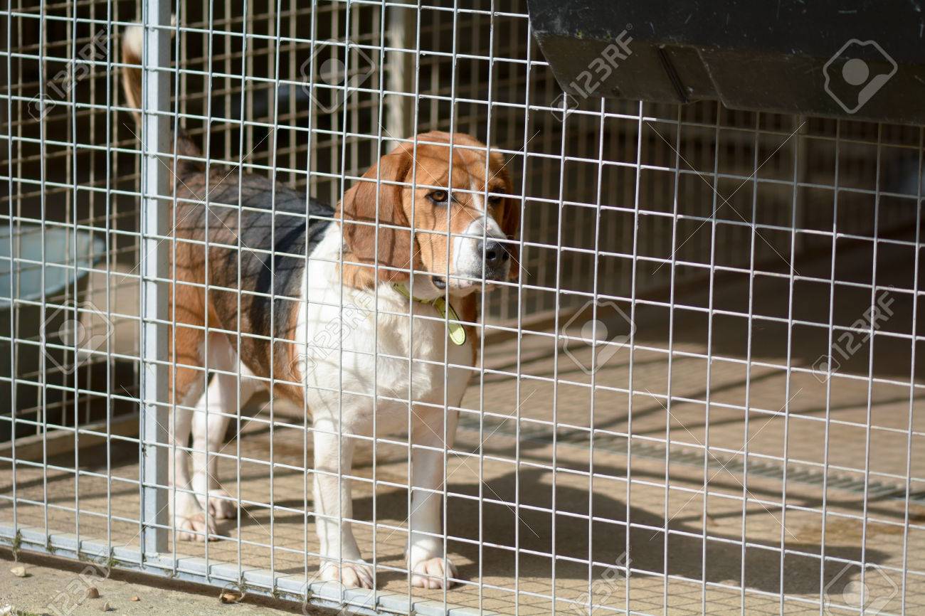 beagle kennels