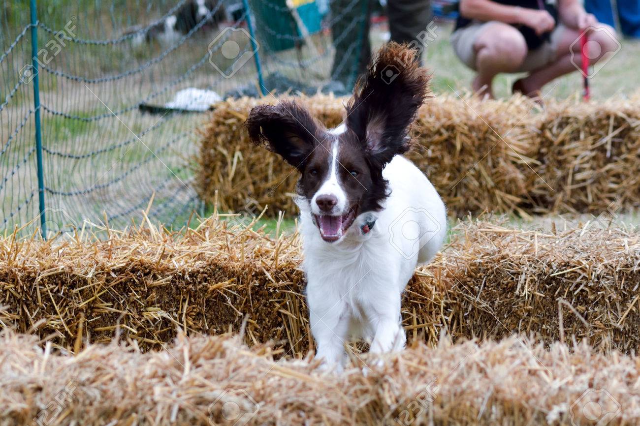 english springer spaniel agility