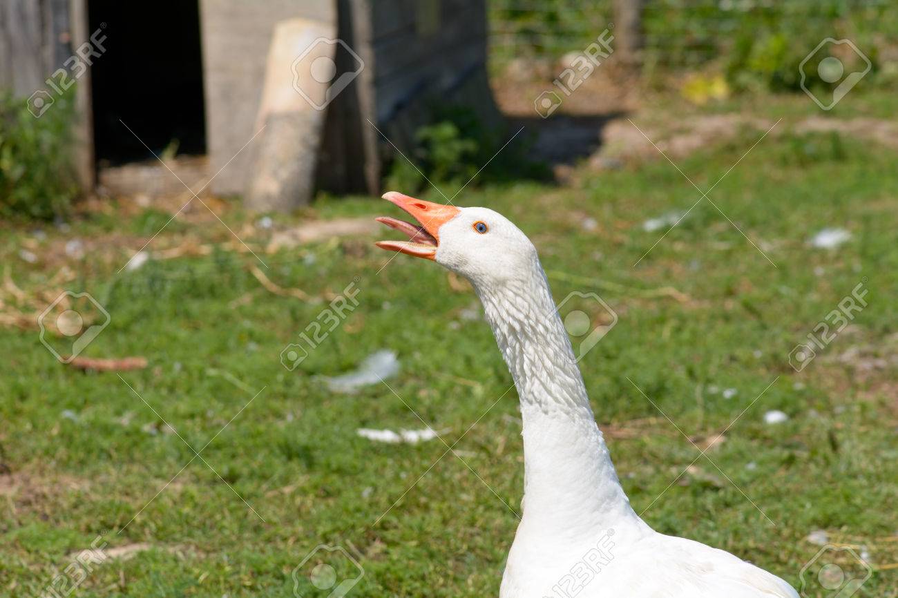 hissing canada goose on